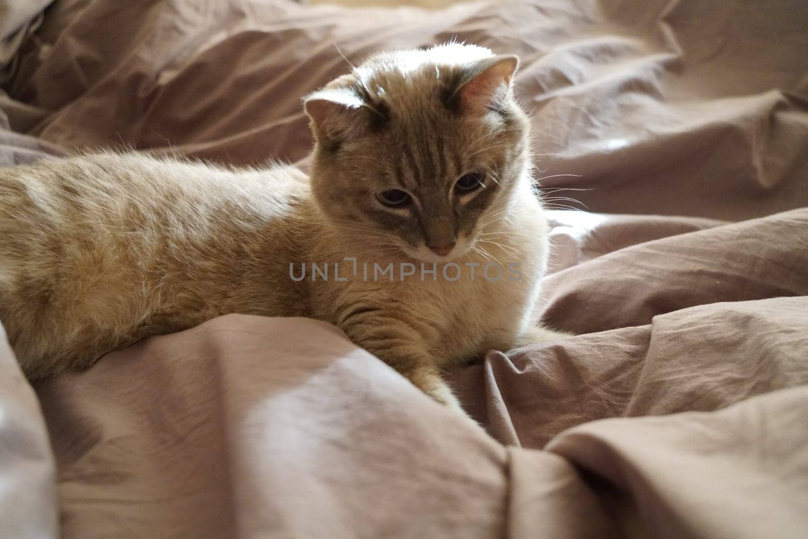 Front view of a cute beautiful Siamese breed cat on a classic brown blanket. High quality photo