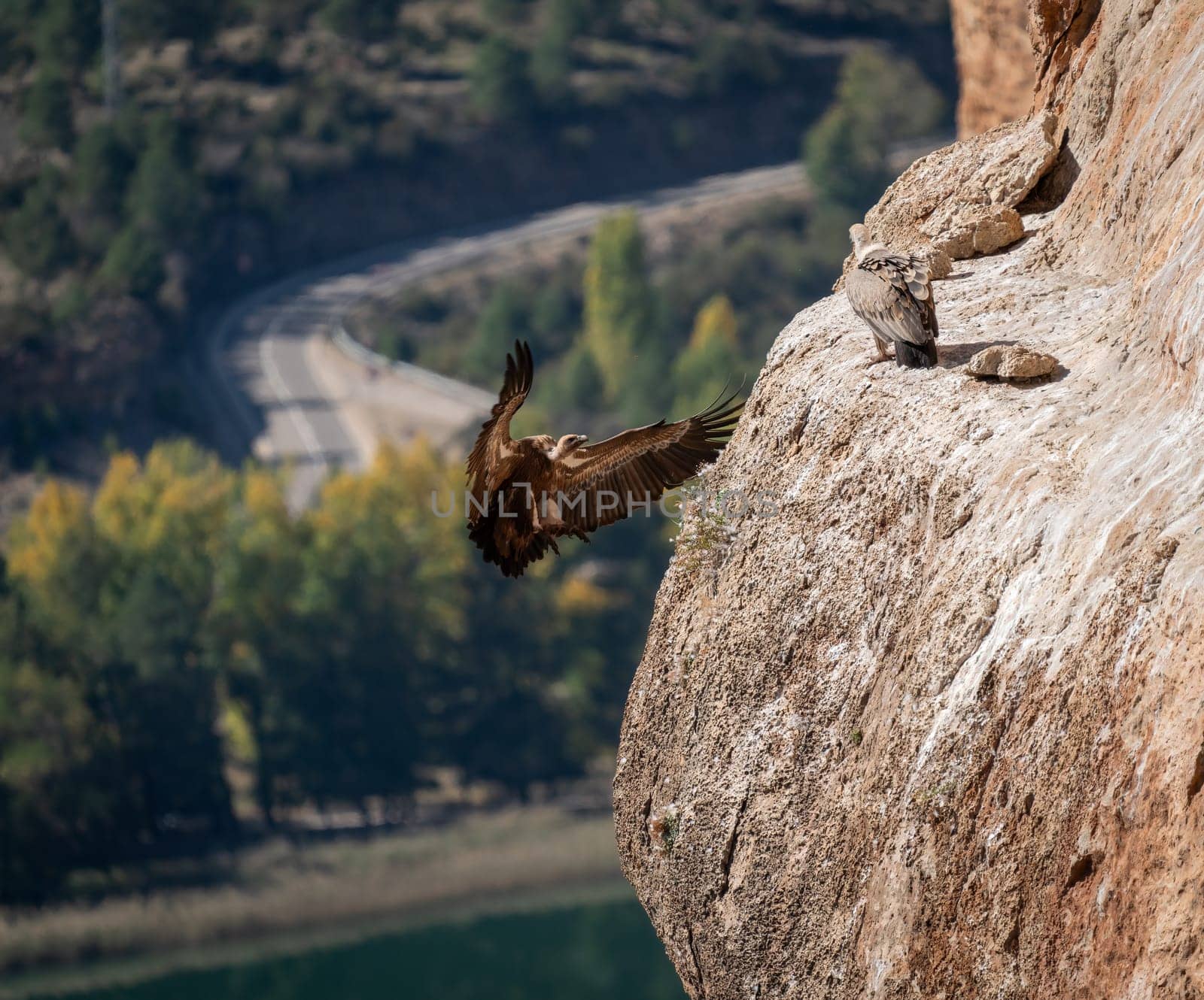 A vulture lands with wings outstretched beside another on a rock, background blurred.