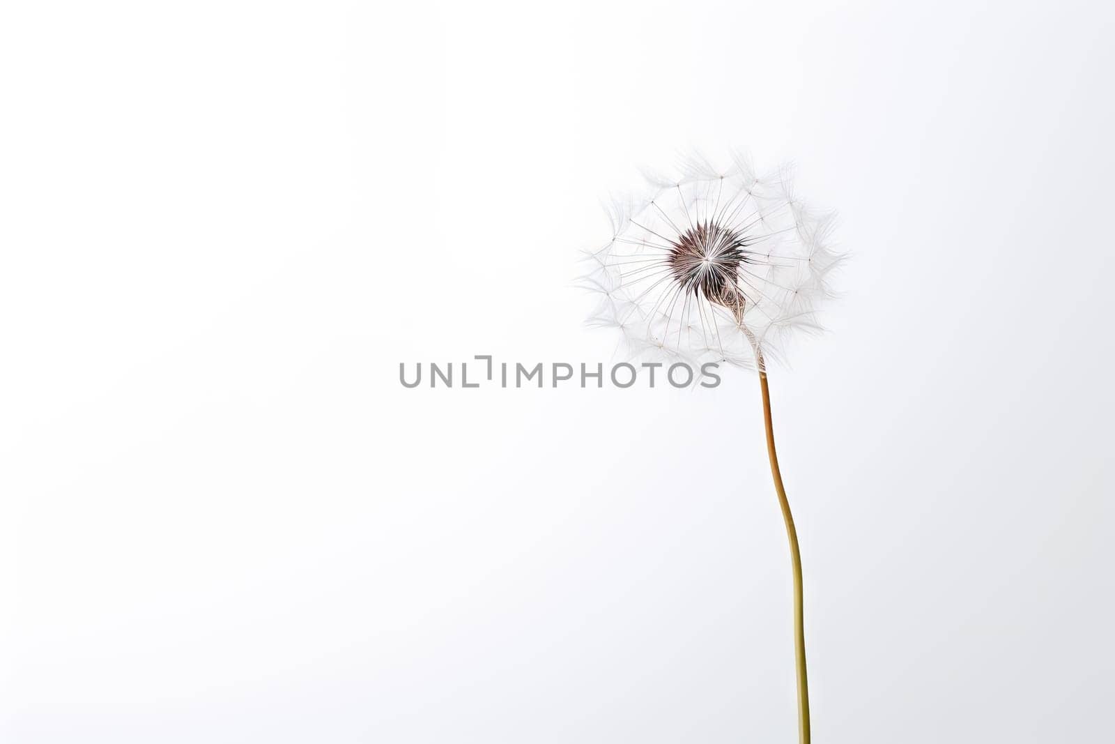 A dandelion in a vase on a table created with generative AI technology by golibtolibov