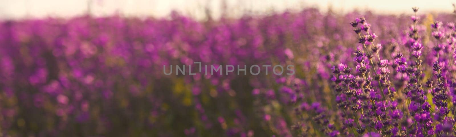 blooming lavender flowers on the field. Selective focus. by yanadjana