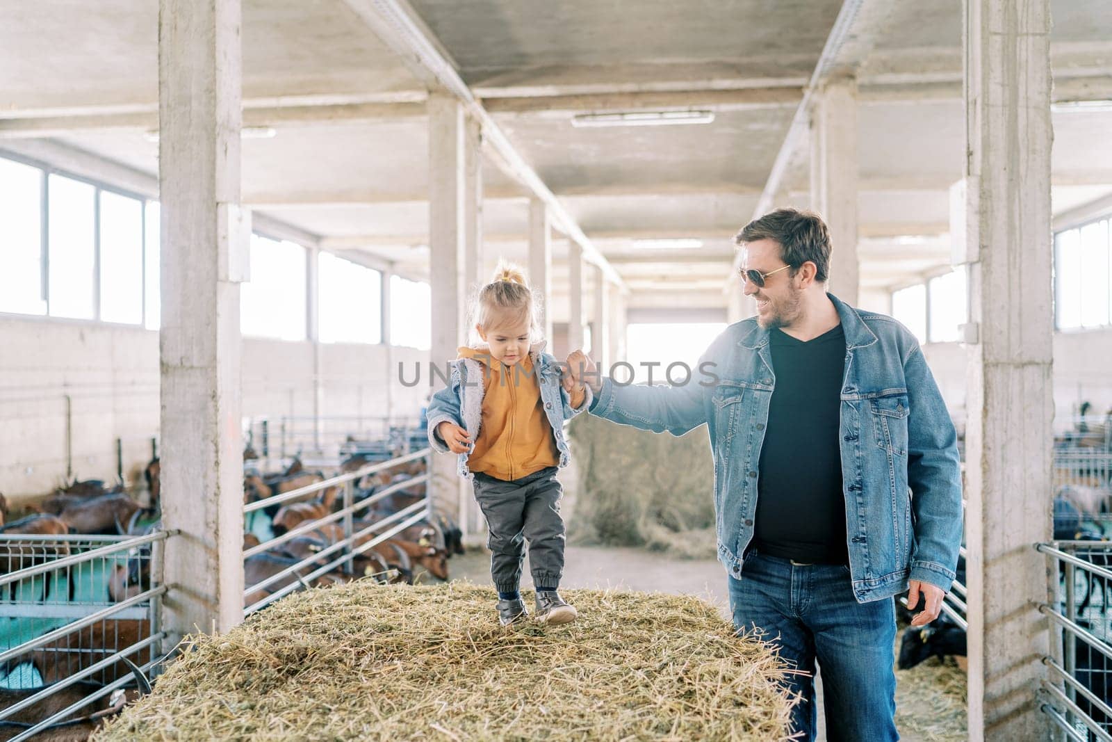 Dad holding the hand of a little girl walking on a bale of hay at the farm by Nadtochiy