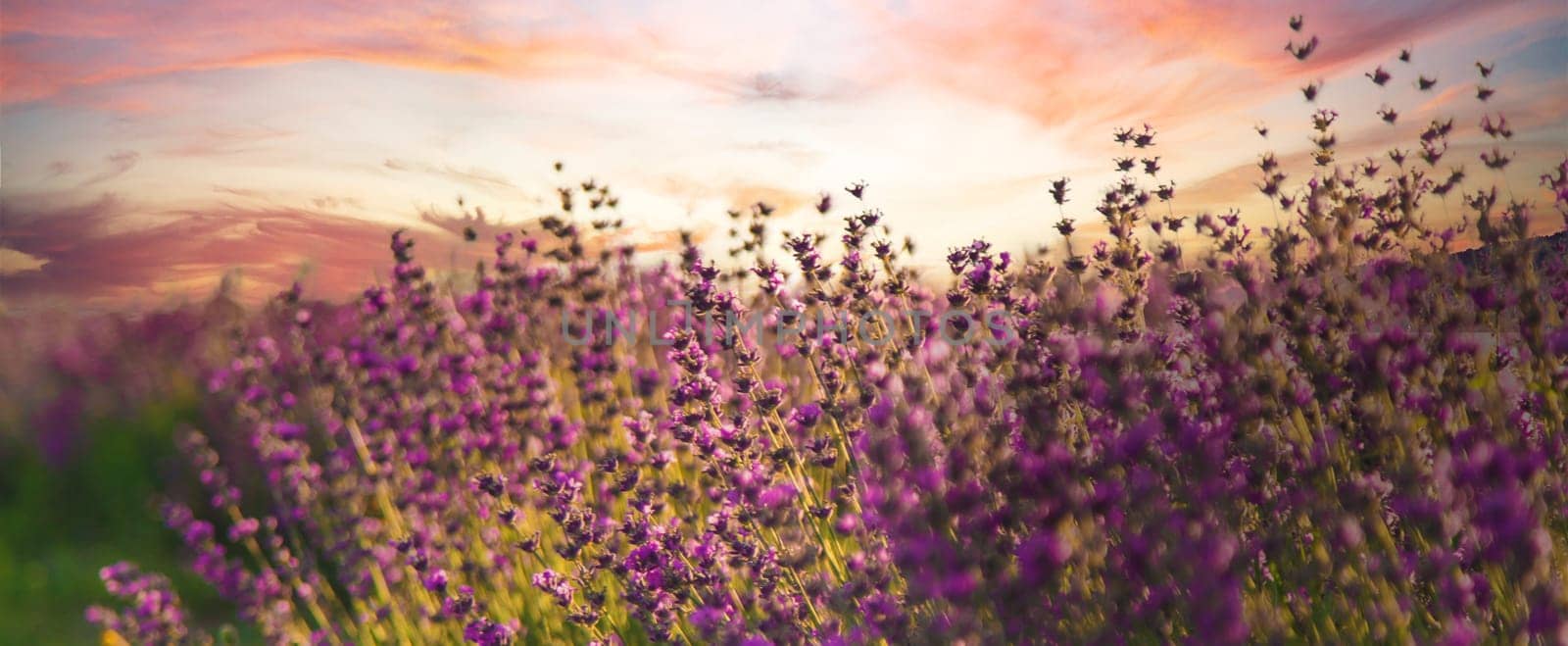 blooming lavender flowers on the field. Selective focus. by yanadjana