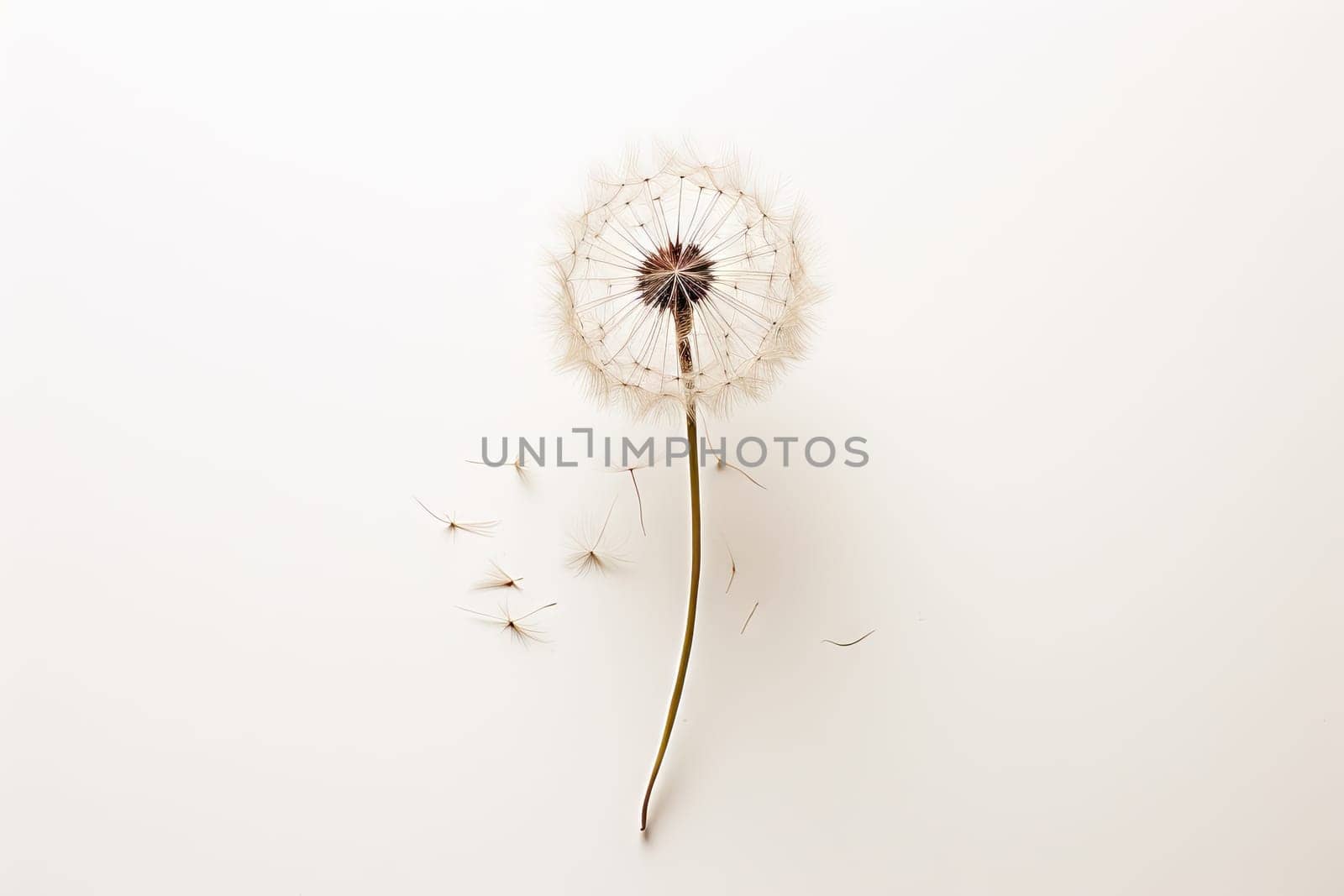 A single dandelion on a white background created with generative AI technology by golibtolibov