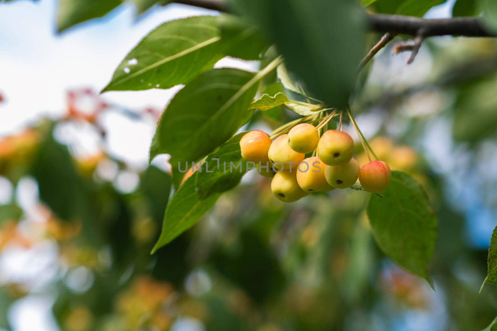 Many small red apples on the branches apple tree, sunny day, autumna lot of small red apples on a branch of an apple tree, autumn sunny day. Ripe yellow and orange ranetki on a branch. Autumn harvest