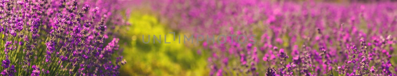 blooming lavender flowers on the field. Selective focus. Nature.