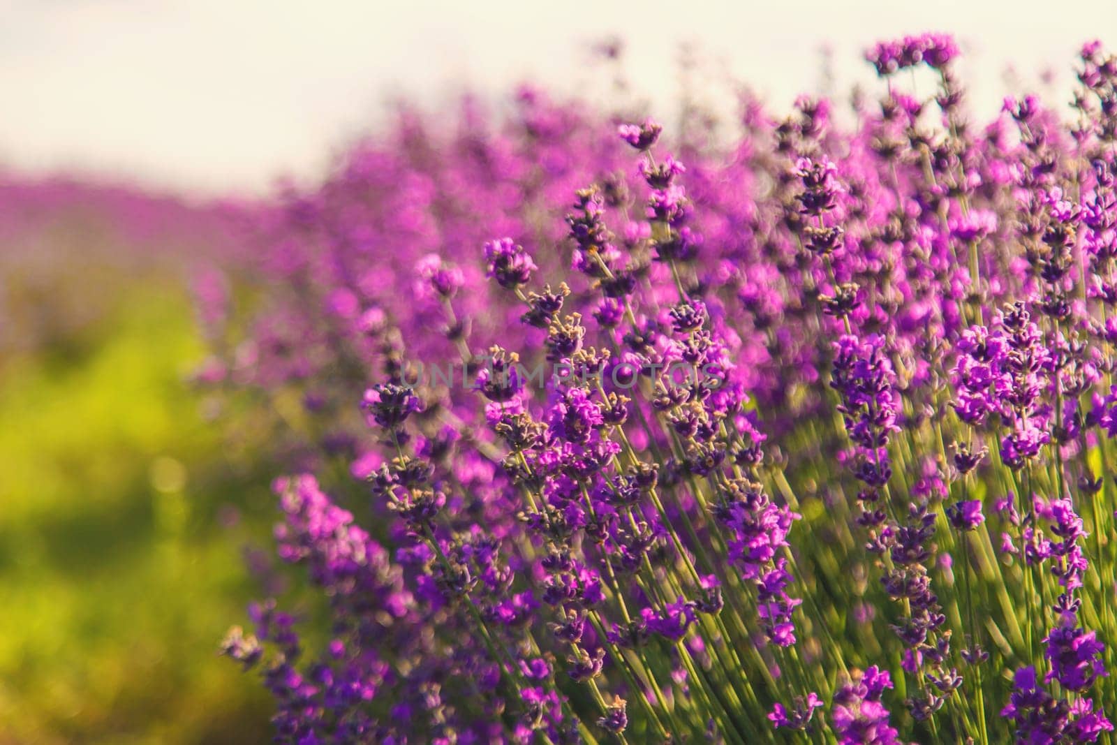 blooming lavender flowers on the field. Selective focus. by yanadjana