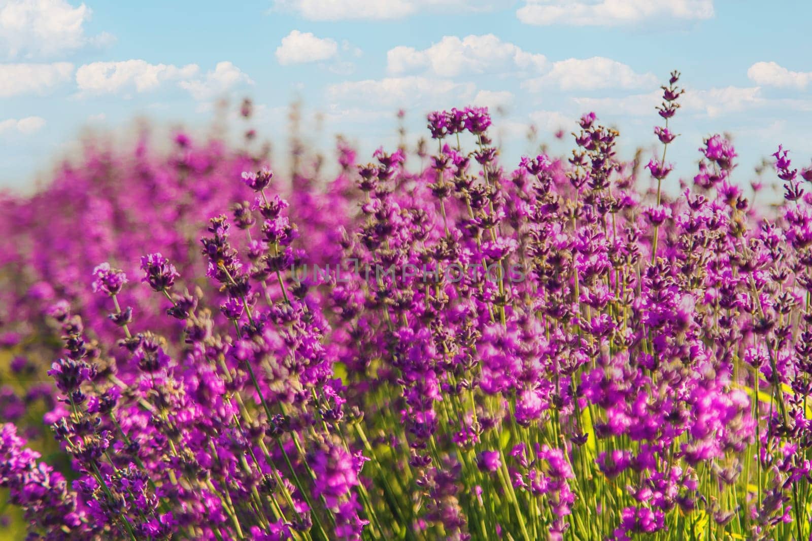 blooming lavender flowers on the field. Selective focus. Nature.