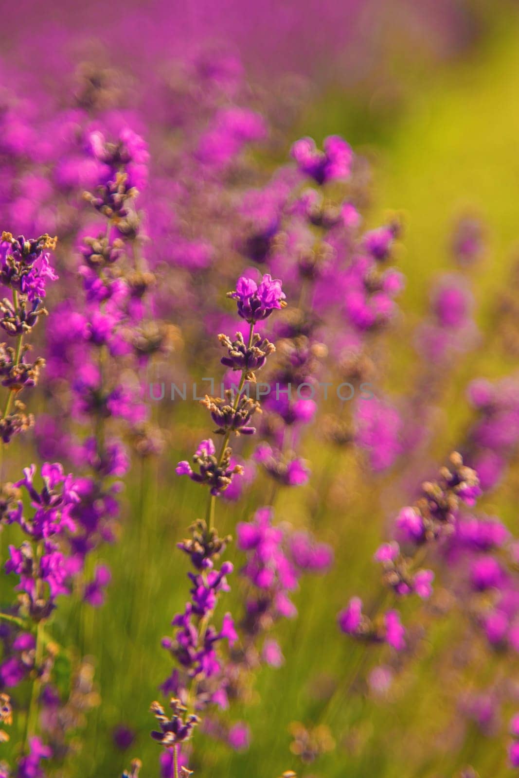 blooming lavender flowers on the field. Selective focus. Nature.