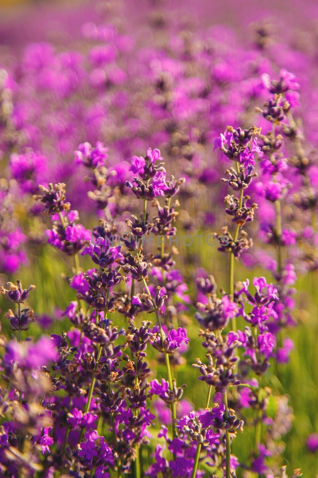 blooming lavender flowers on the field. Selective focus. by yanadjana