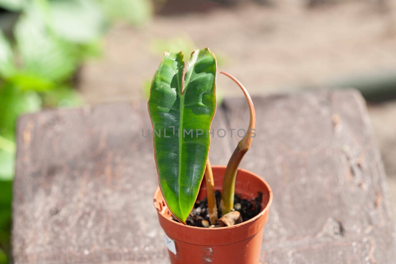 Philodendron Billietiae Orange Stem Petiole top cutting propagated in soil mix