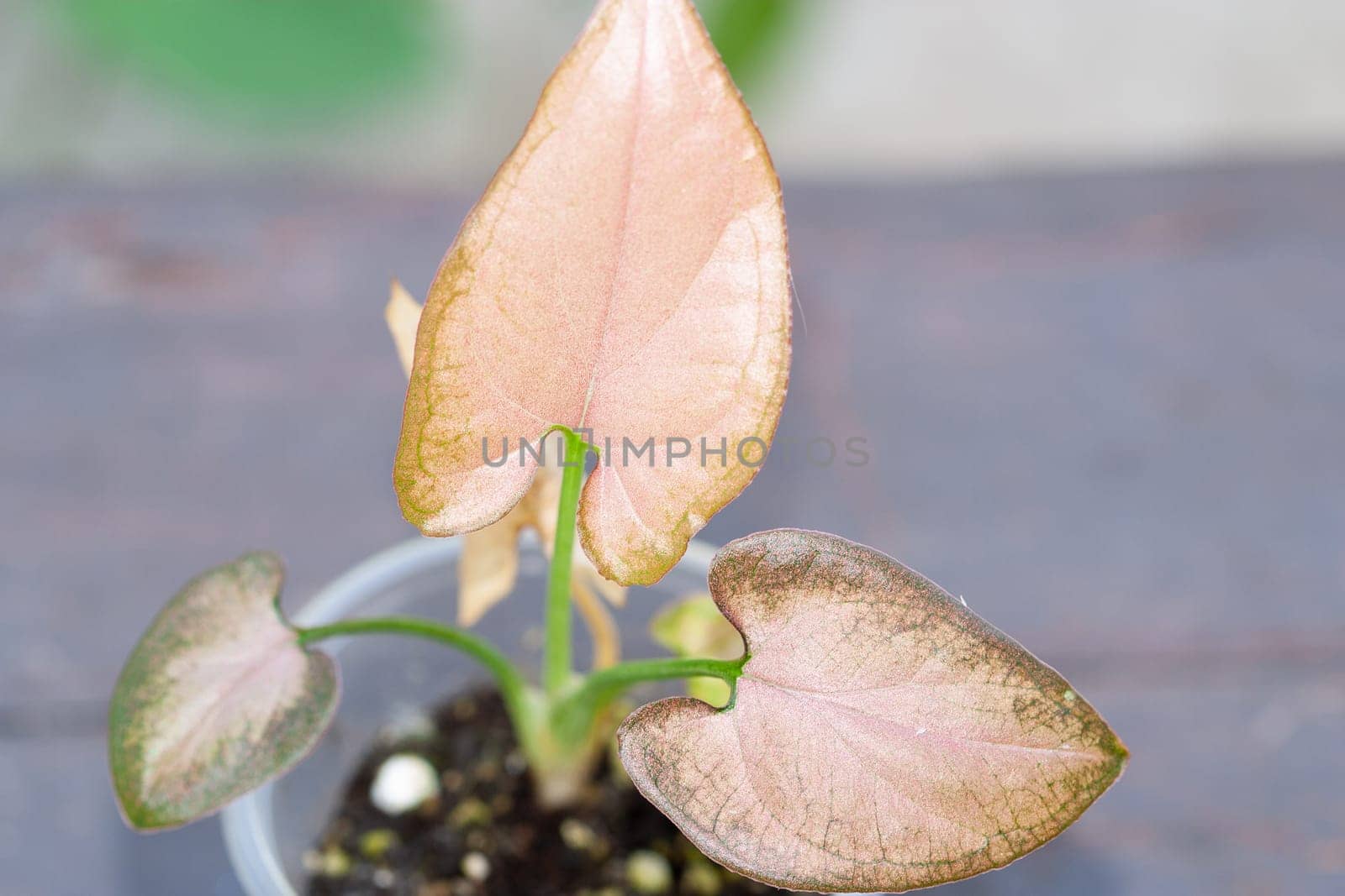 Syngonium pink Orm Nak mutation baby plant. Rare collectible plant collection