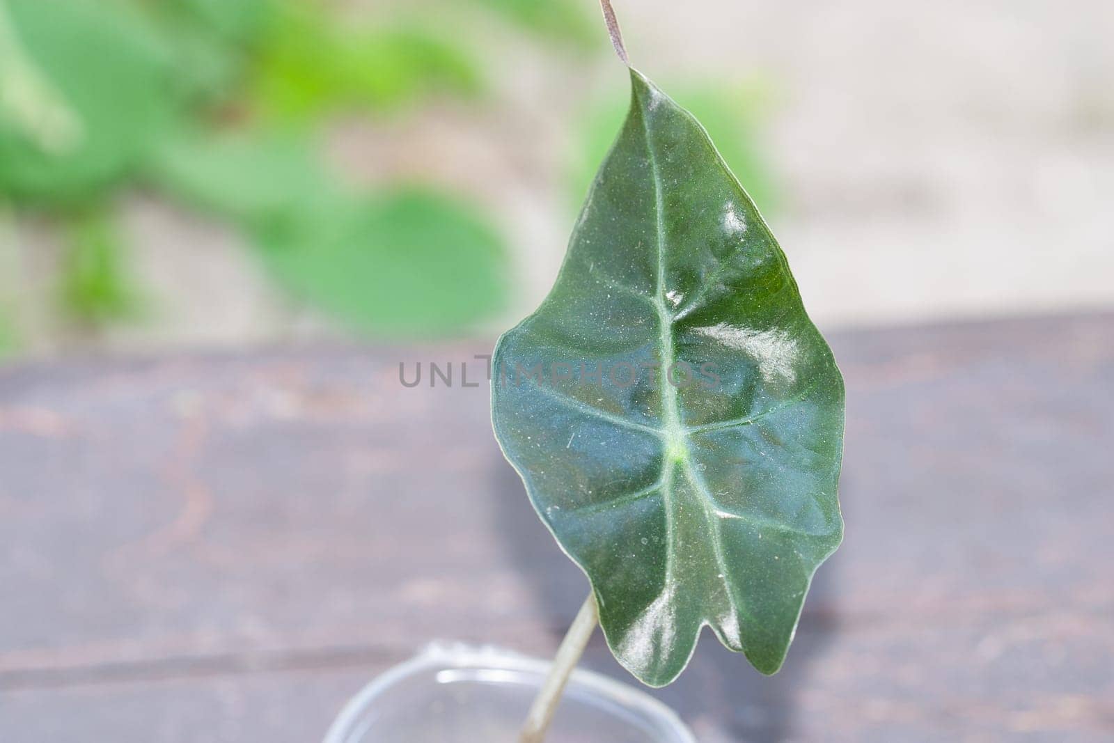 Alocasia one-leaf baby plant propagated in sphagnum moss House plant