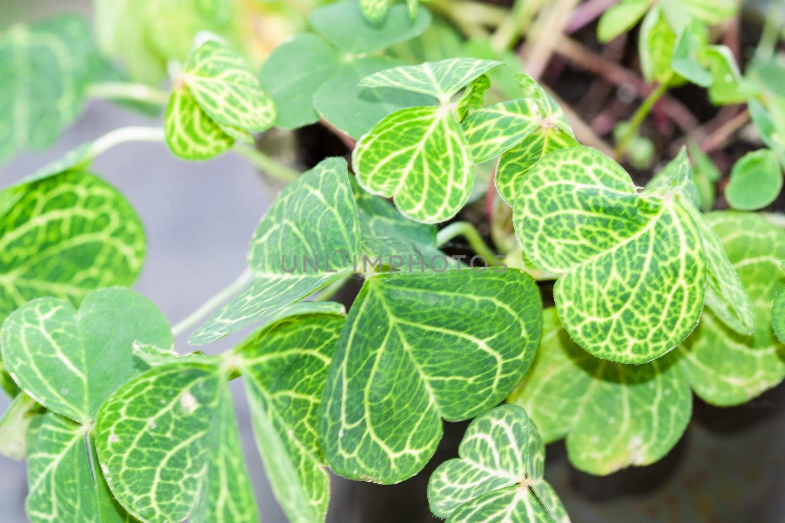 Oxalis Martiana, woodsorrel, Bulbous, acaulescent, perennial house plant