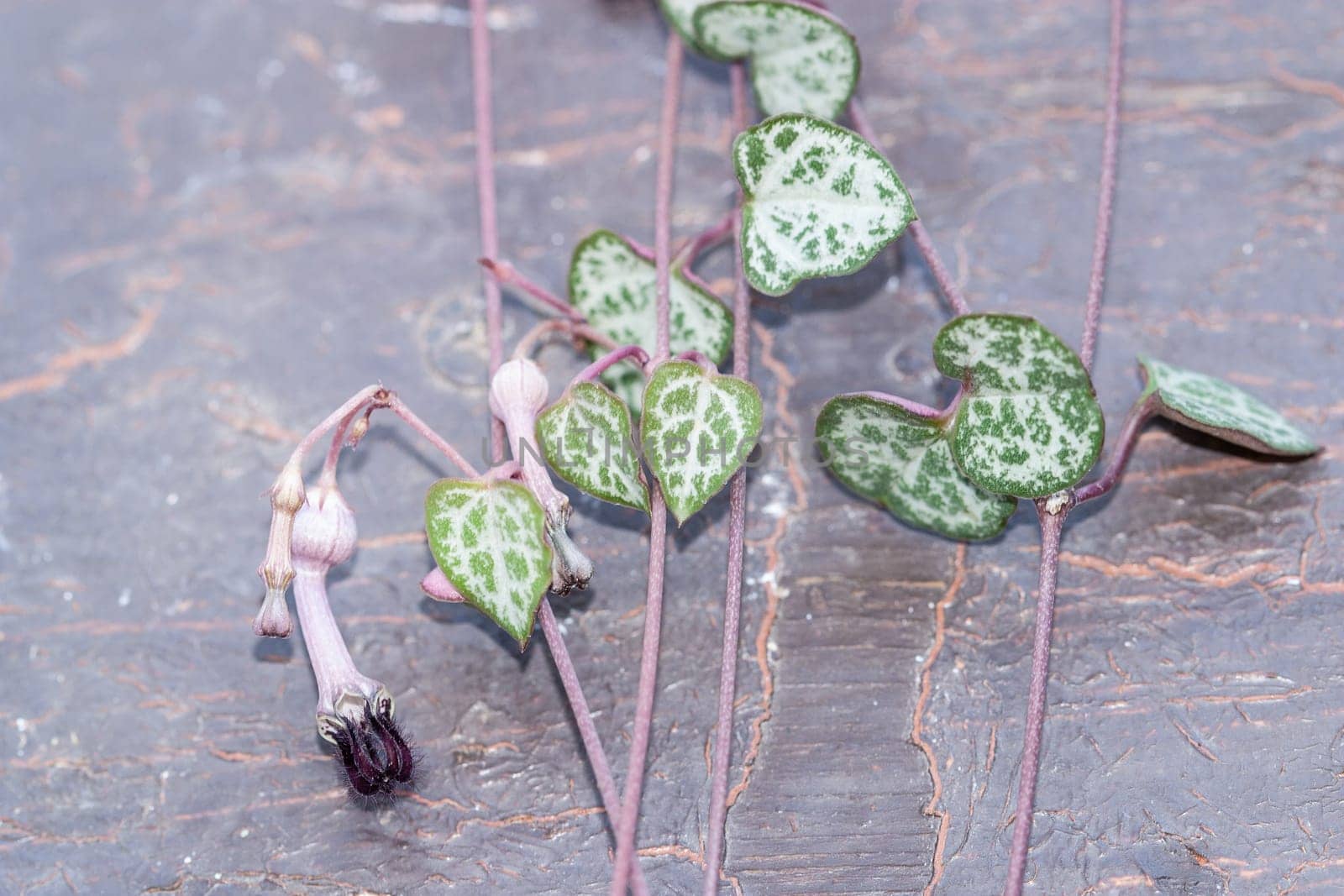 String of hearts, Ceropegia Woodii variegata blooming vine on the painted wood