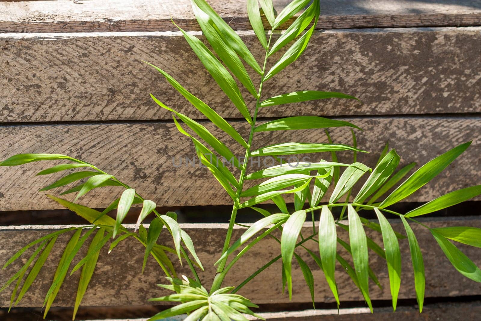 Chamaedorea Elegans, the Neanthe bella palm or parlour palm house plant leaves on a wood background