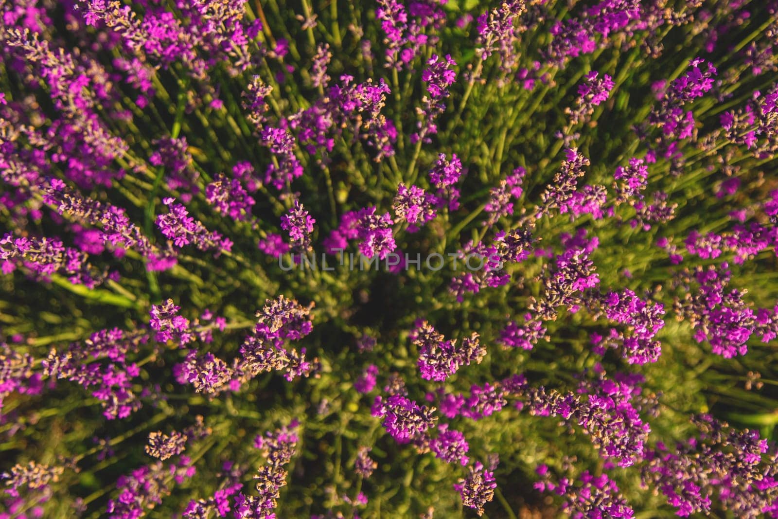 blooming lavender flowers on the field. Selective focus. by yanadjana