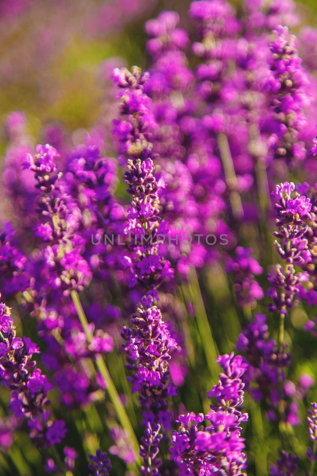 blooming lavender flowers on the field. Selective focus. Nature.