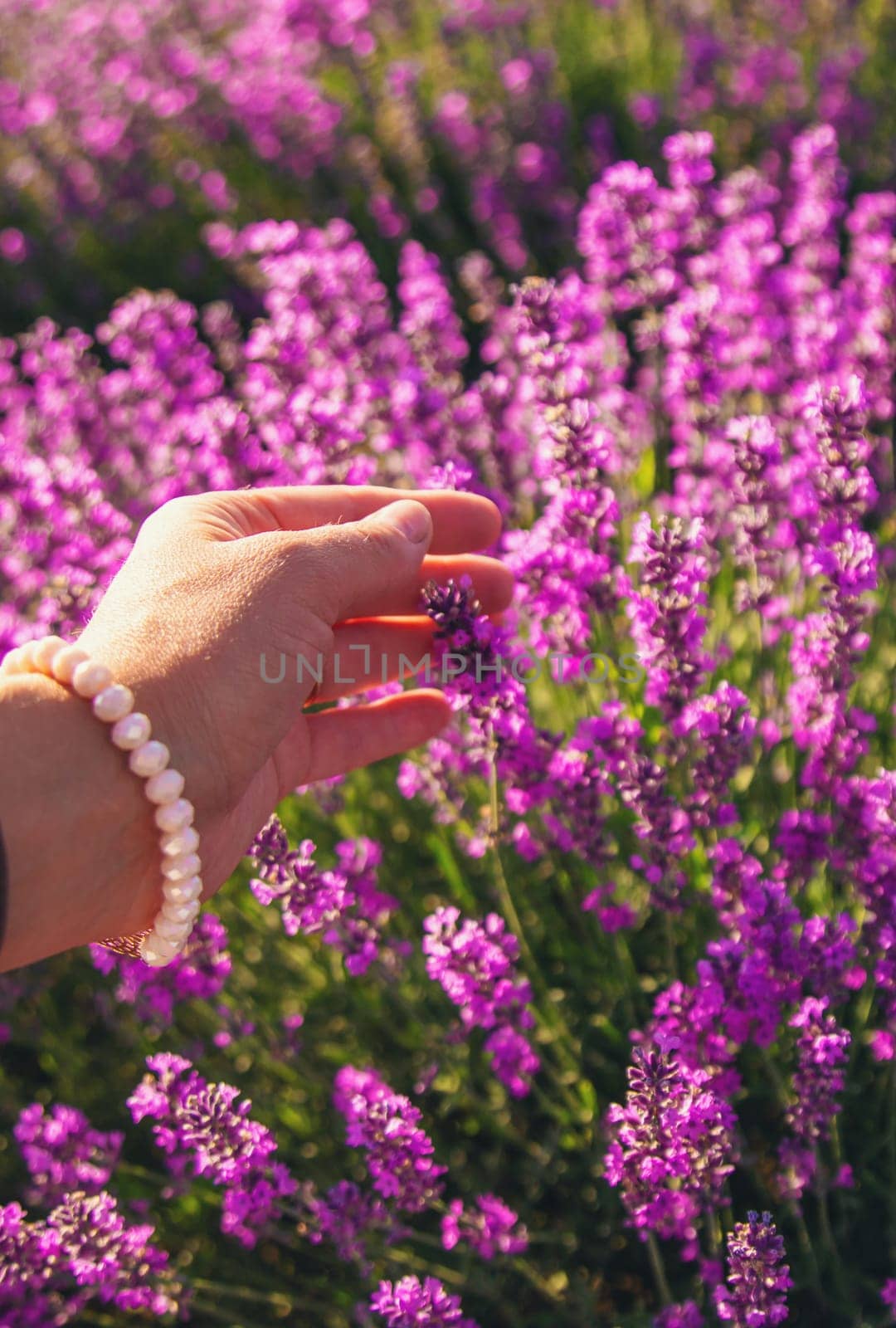 Woman in a lavender field. Selective focus. Nature.