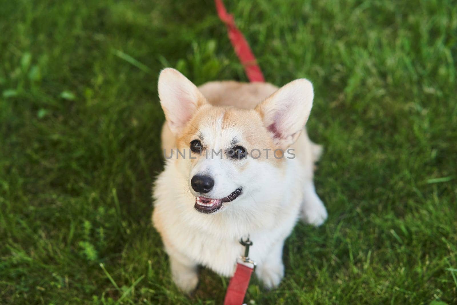 Welsh Corgi Pembroke dog sits on a manicured green lawn in a park in summer by driver-s