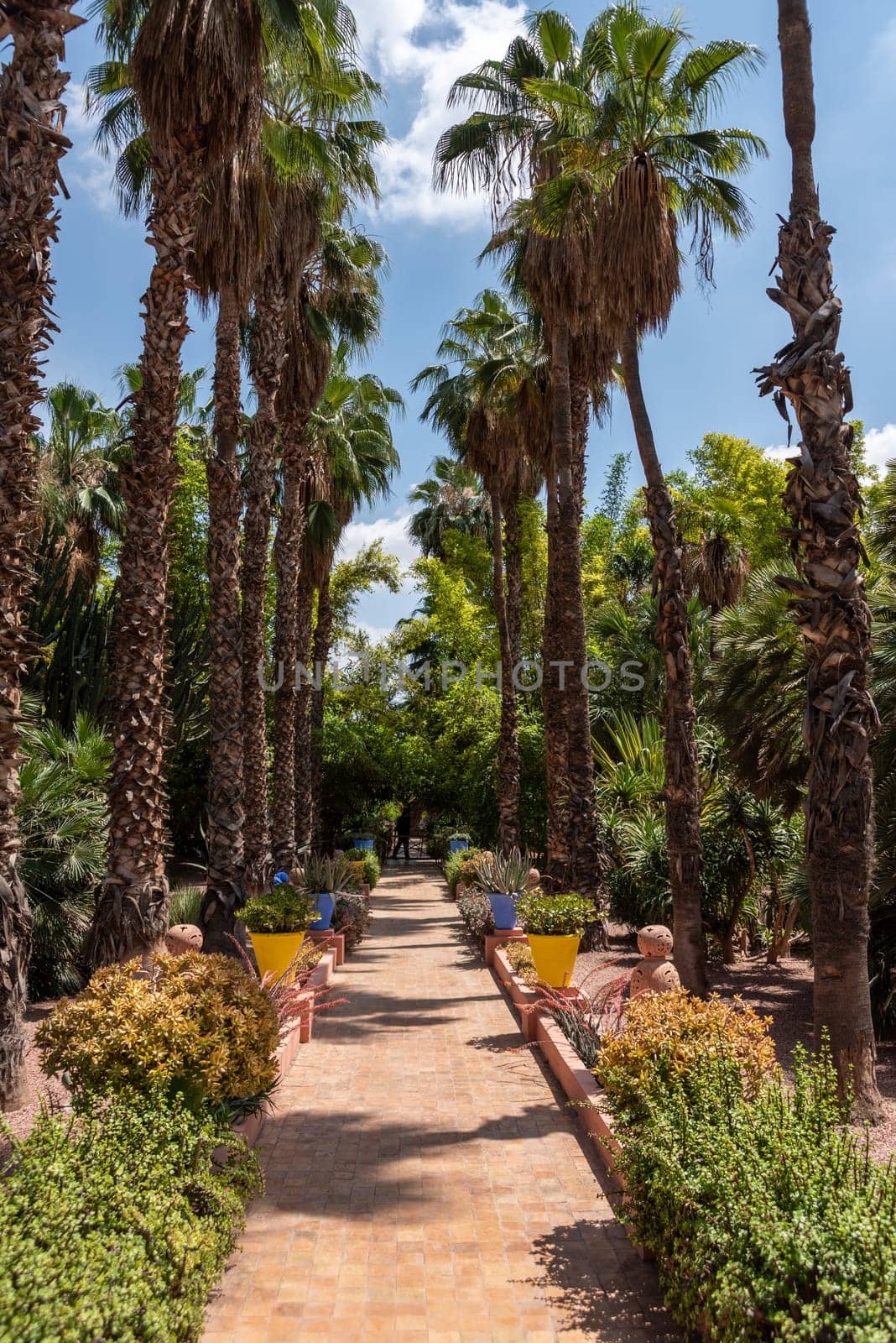 MARRAKECH, MOROCCO - APRIL 16, 2023 - Famous Jardin Majorelle at the villa of Yves Saint Laurent