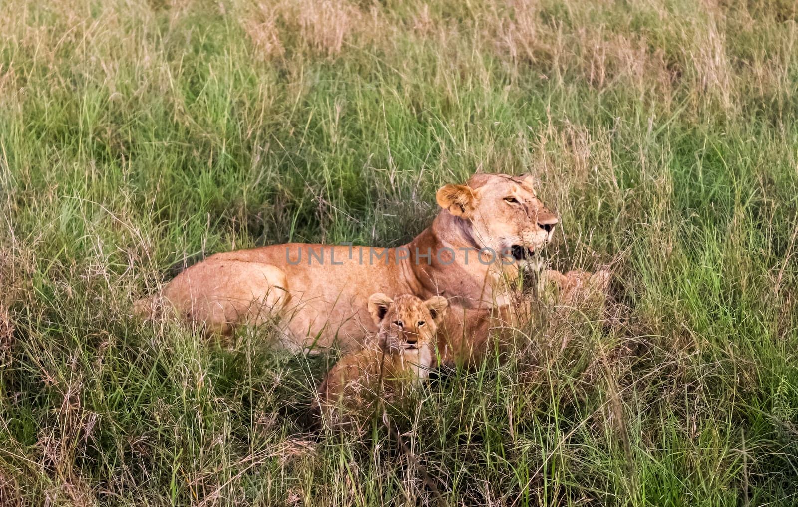 Wild lions in the savannah of Africa. by MP_foto71