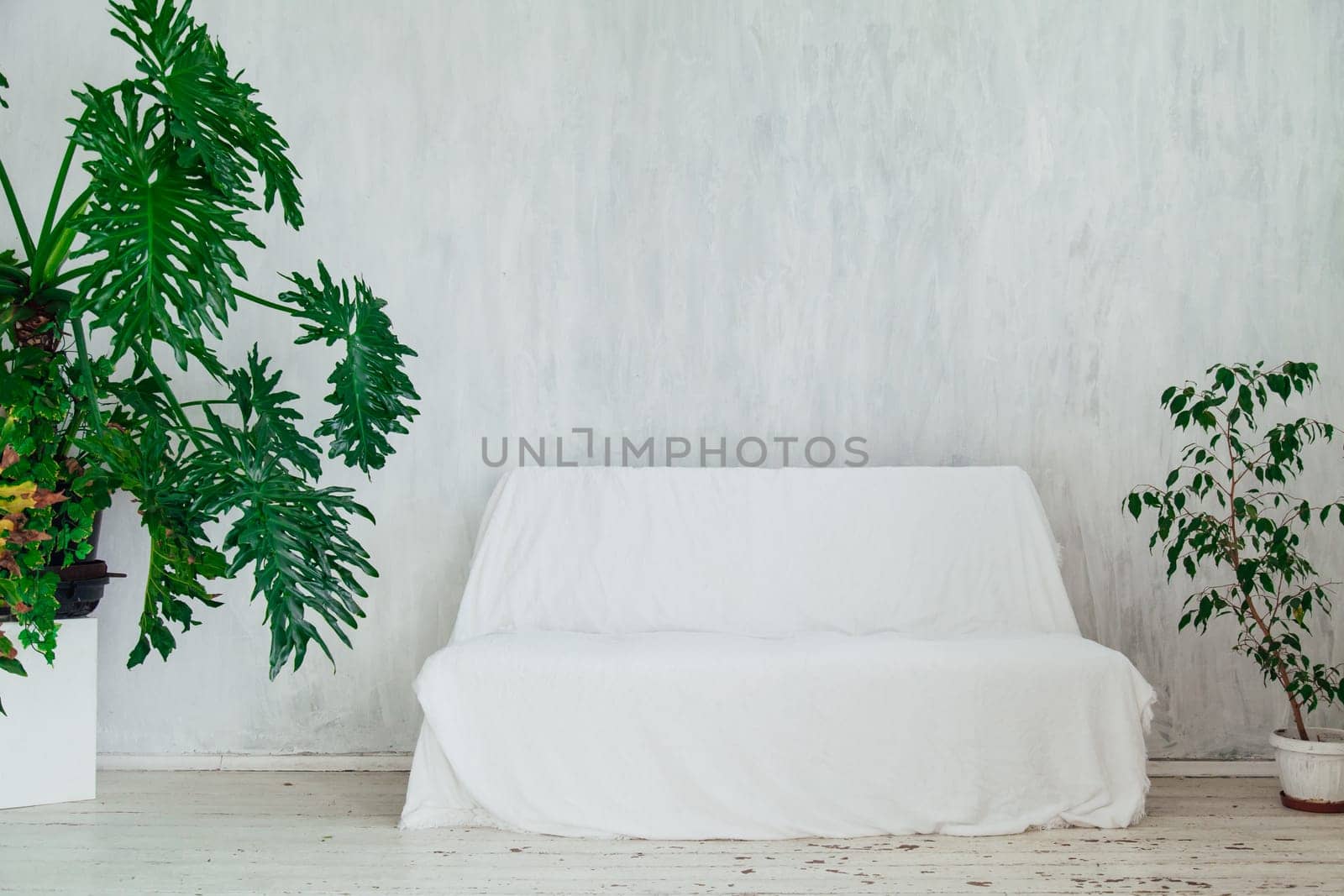 white sofa with home plants in the interior of the white room