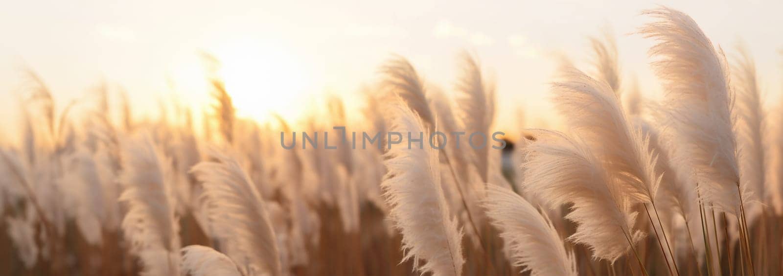 Pampas grass in the sky, Abstract natural background of soft plants Cortaderia selloana moving in the wind. Bright and clear scene of plants similar to feather dusters. beauty. Abstract natural background boho design by Annebel146