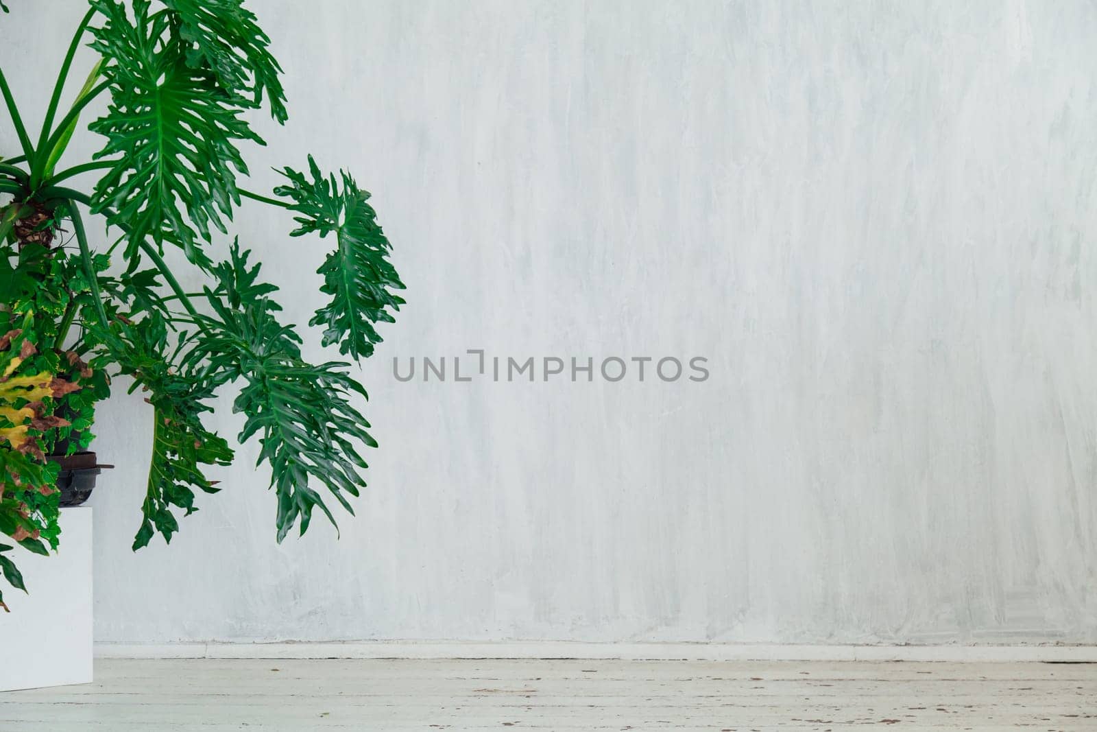 home plants in the interior of a white vintage room by Simakov