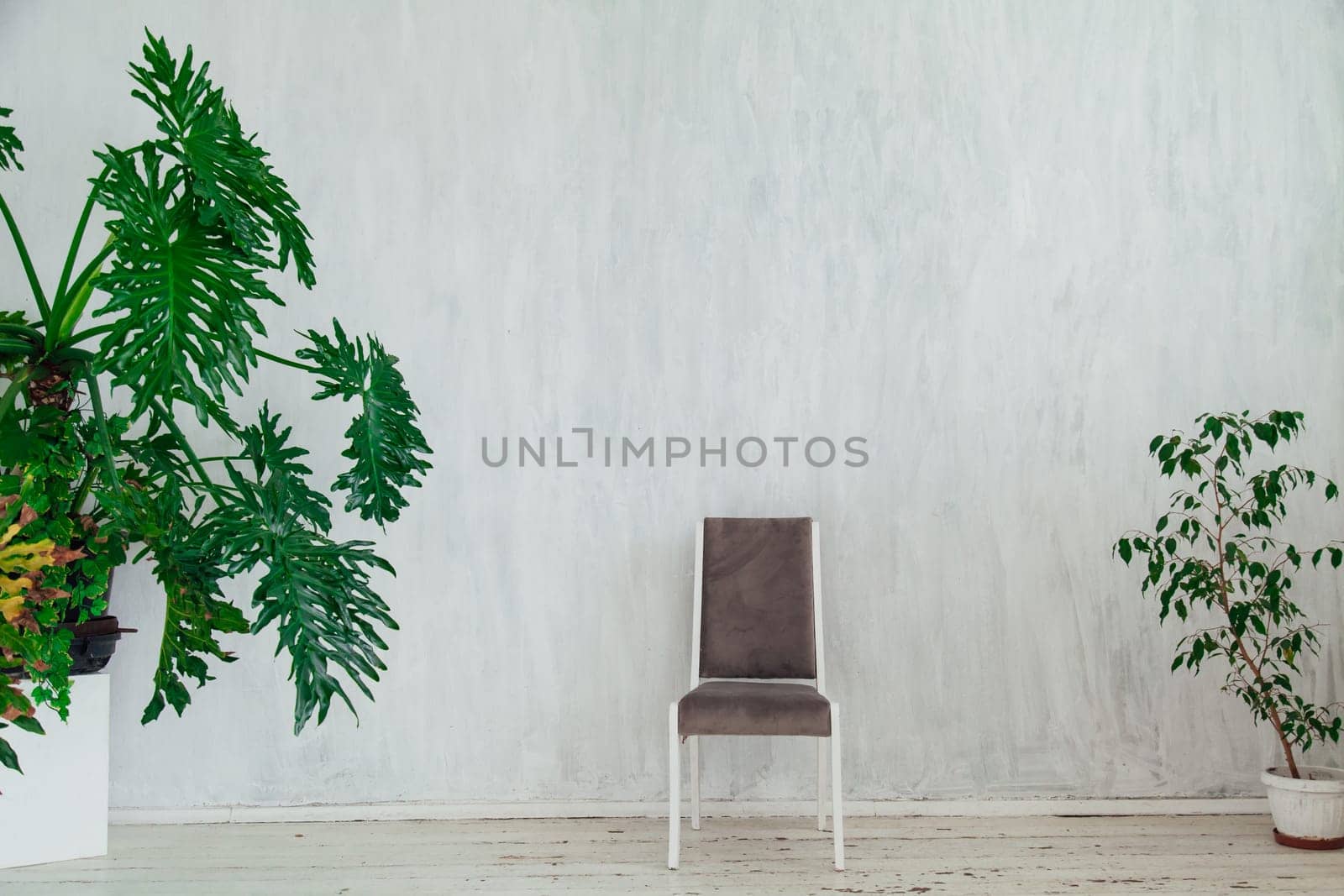 chair with plants in the interior of an empty room with windows by Simakov