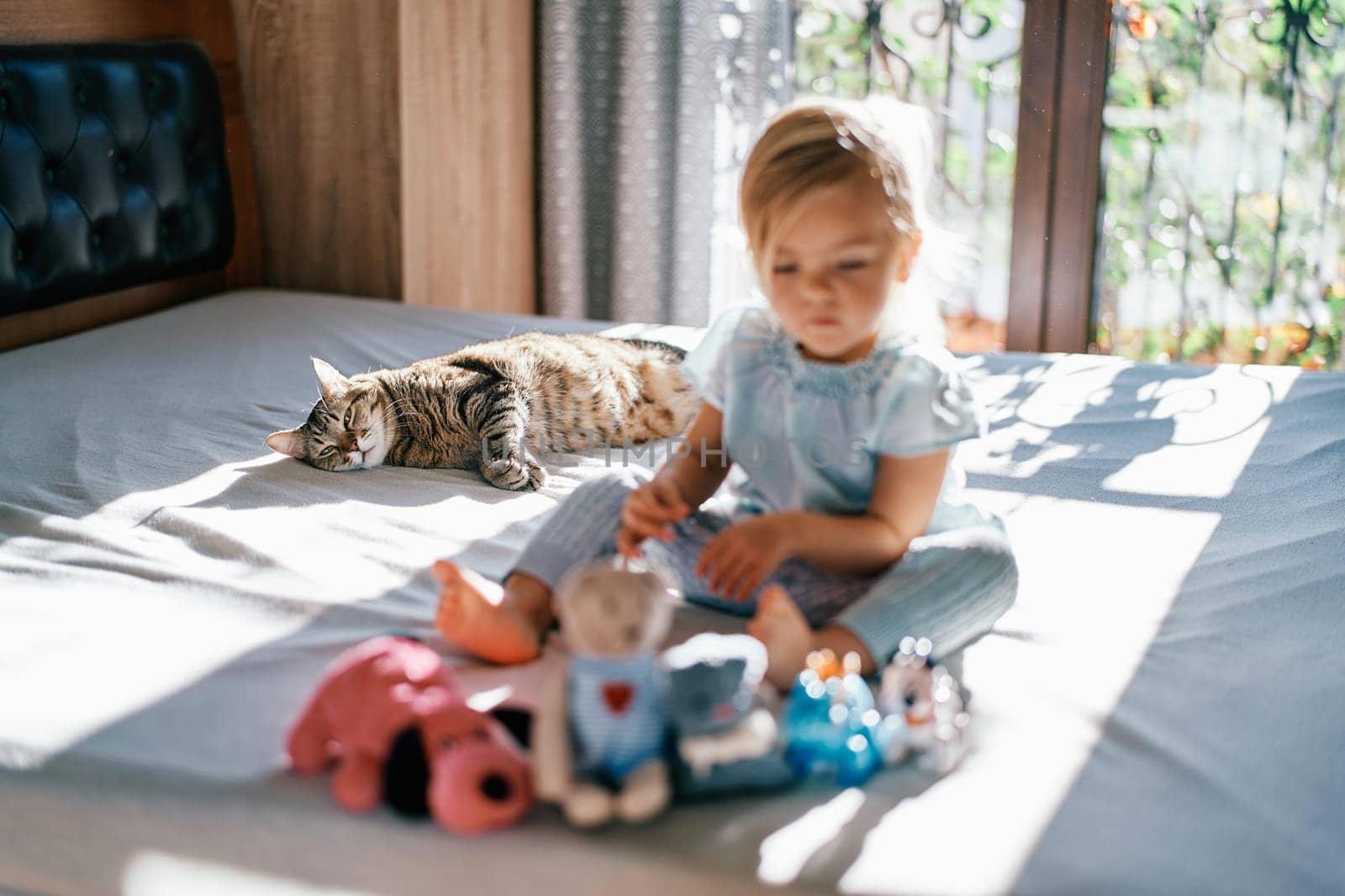 Striped cat lies on a bed and looks at a little girl with plush toys in front of her. High quality photo