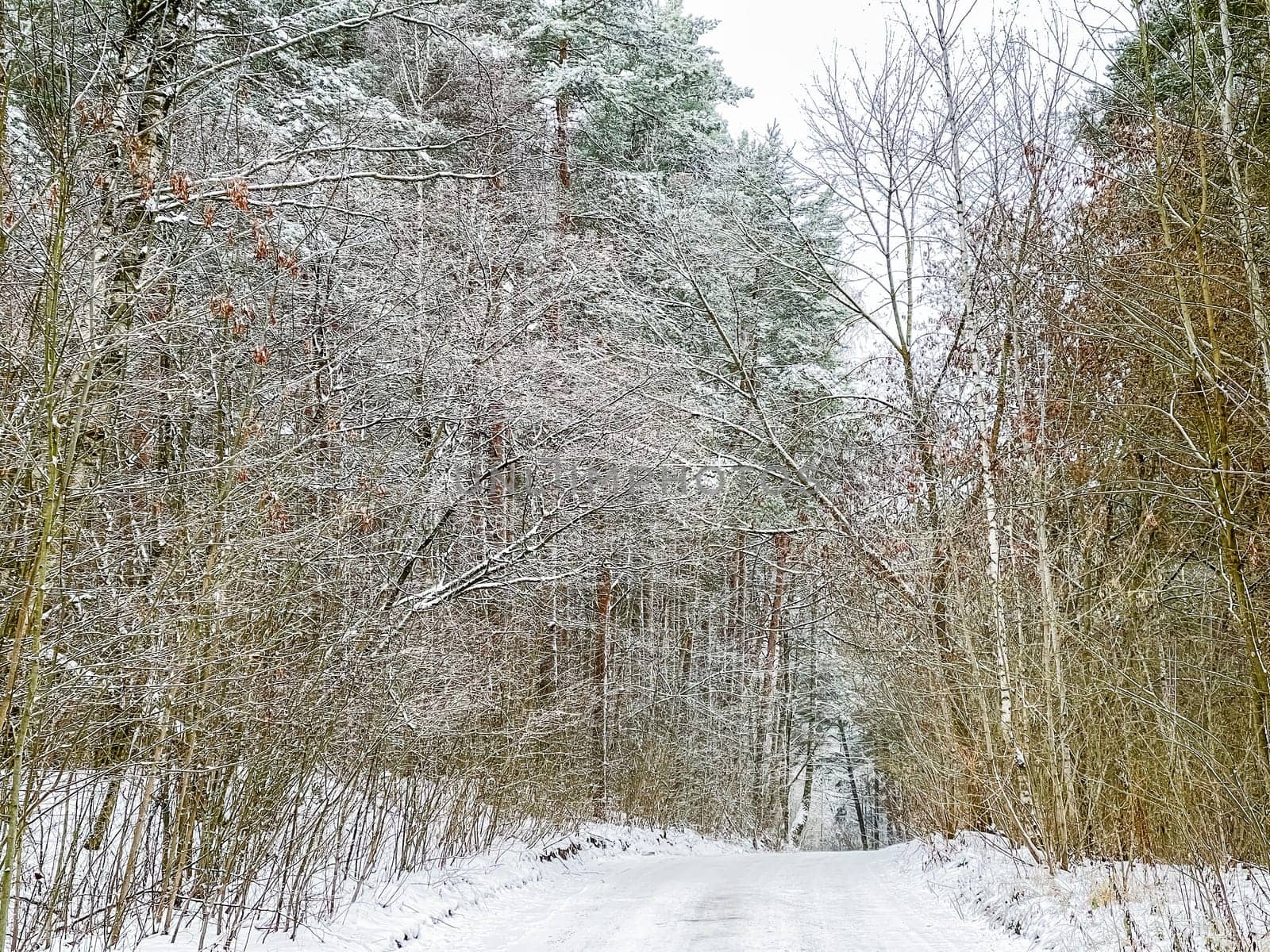 Lovely winter forest. Trees and bushes covered in snow. Ski track on a snow-white road