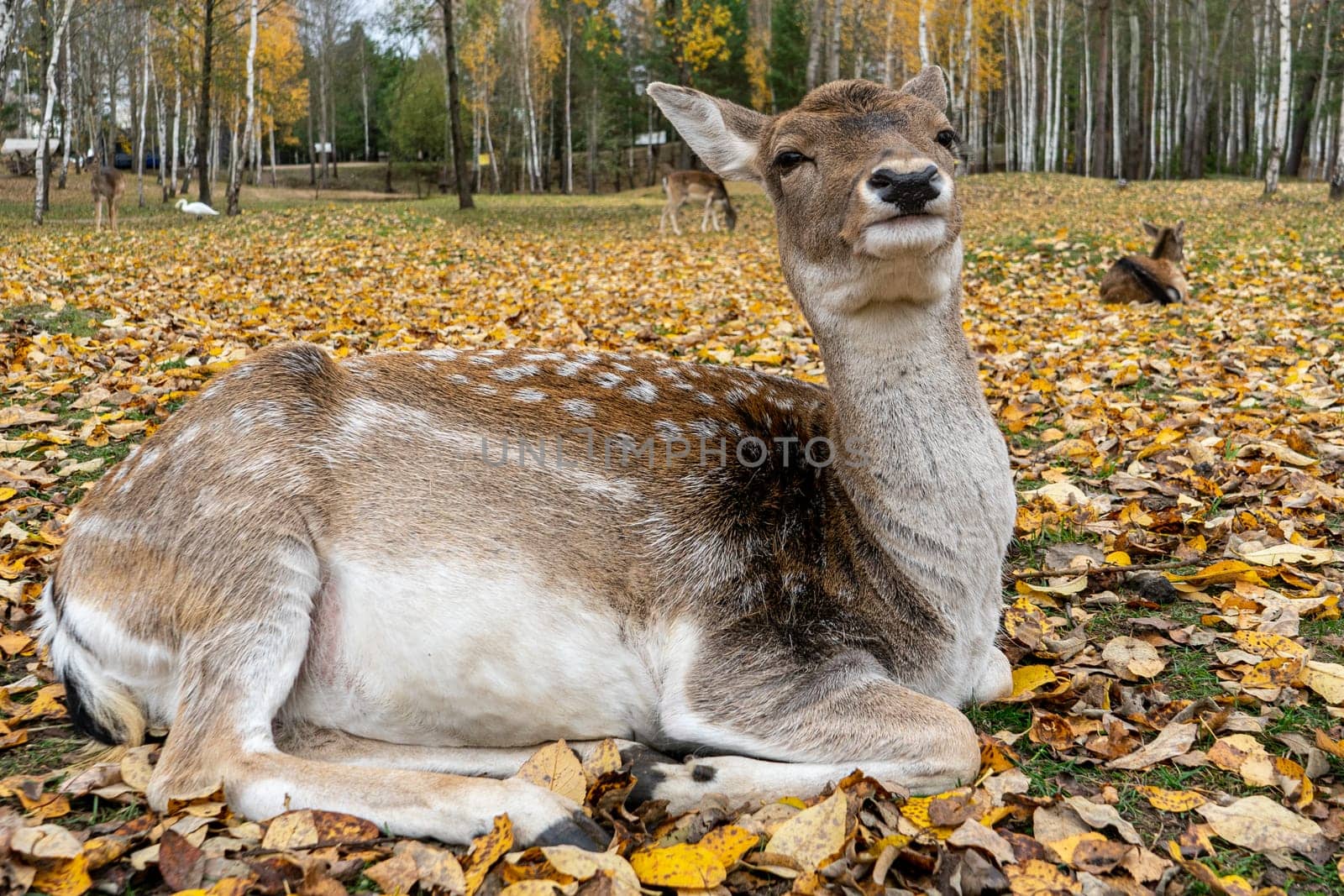 spotted deer doe lies on autumn fallen leaves.