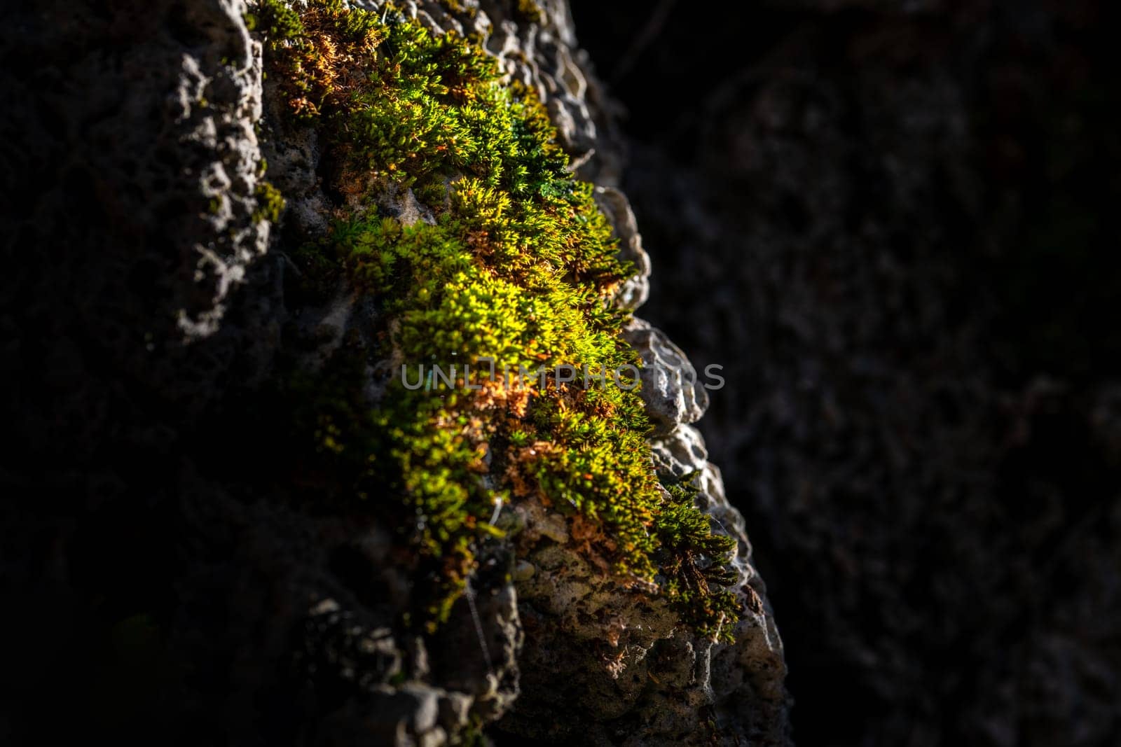 Moss on stone in damp forest. close-up and selective focus