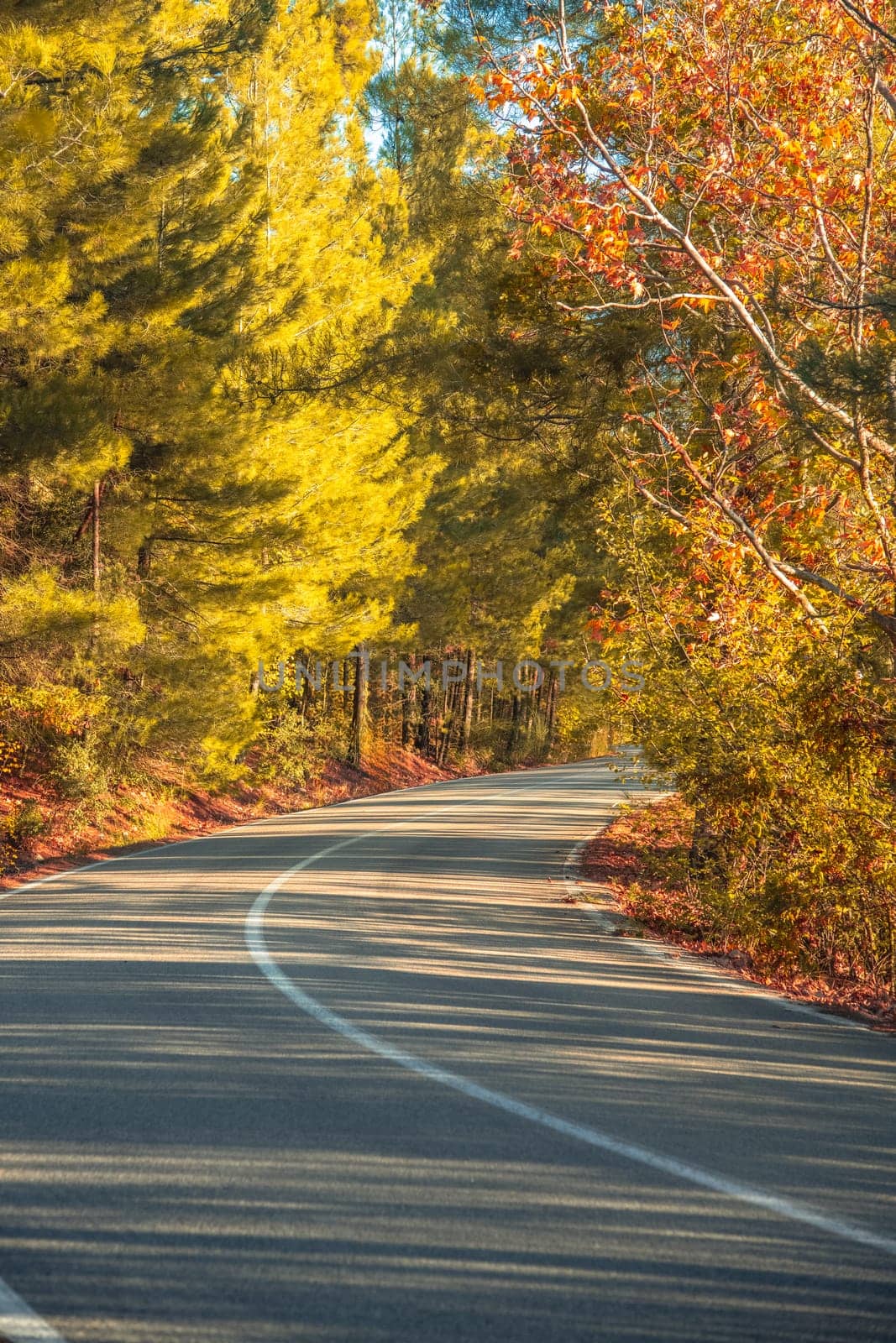 Asphalt road through autumn forest at sunrise by Sonat