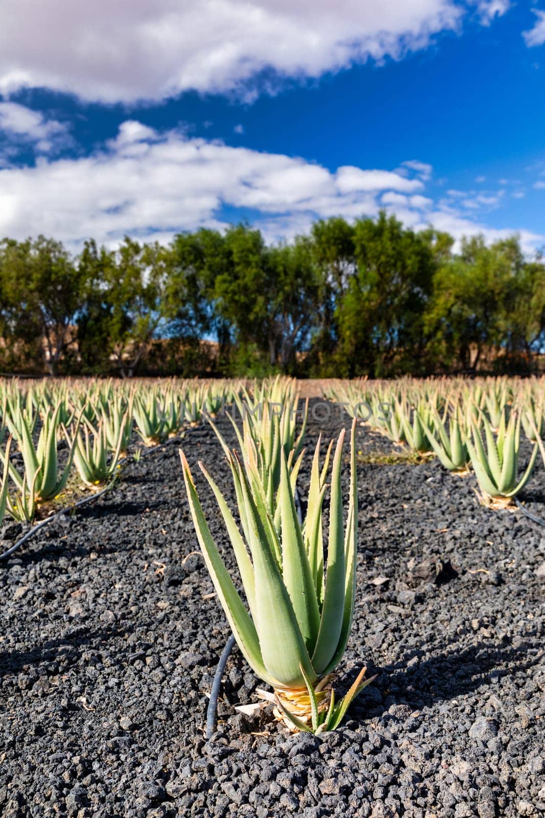 Aloe vera plant. Aloe vera plantation. Fuerteventura, Canary Islands, Spain. Aloe Vera growing on the Island of Fuerteventura in the Canary Islands, Spain. Aloe vera plantation in the Canary Islands.