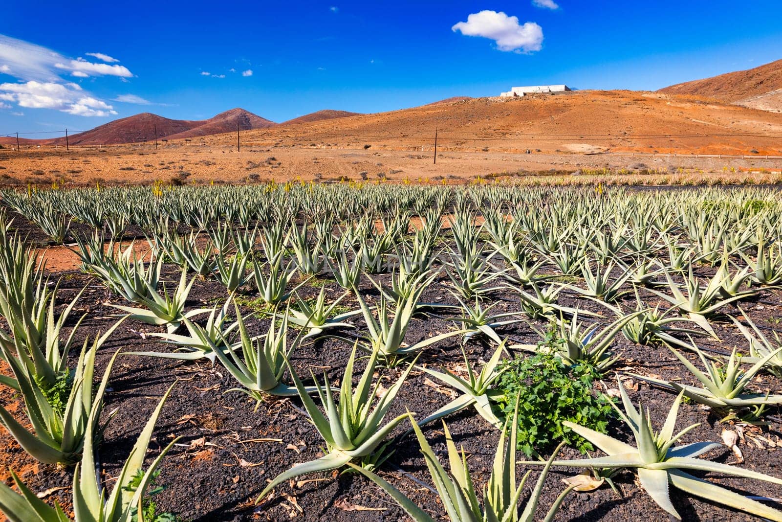 Aloe vera plant. Aloe vera plantation. Fuerteventura, Canary Islands, Spain. Aloe Vera growing on the Island of Fuerteventura in the Canary Islands, Spain. Aloe vera plantation in the Canary Islands.