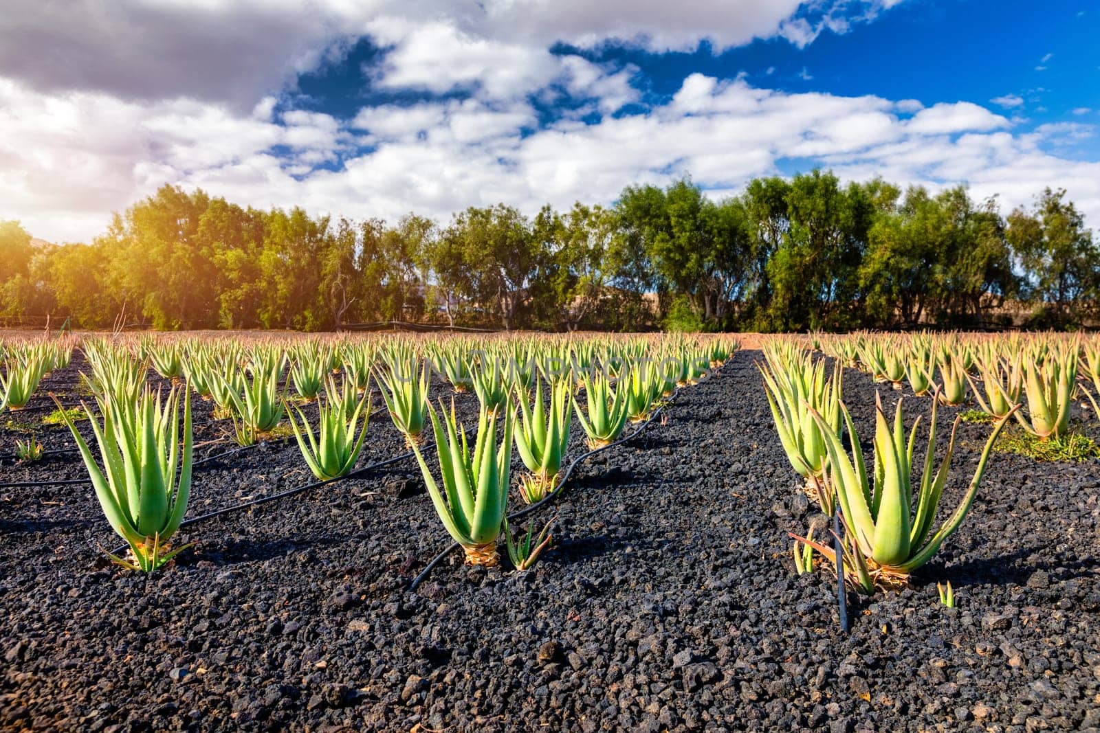 Aloe vera plant. Aloe vera plantation. Fuerteventura, Canary Islands, Spain. Aloe Vera growing on the Island of Fuerteventura in the Canary Islands, Spain. Aloe vera plantation in the Canary Islands. by DaLiu