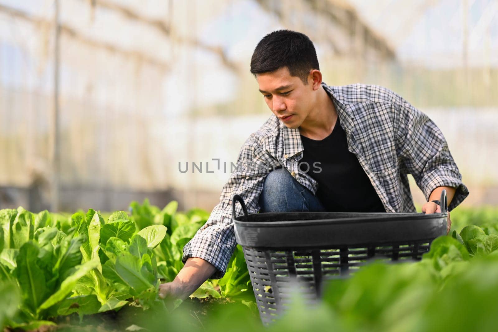 Young Asian smart farmer harvesting vegetable in organic farm. Business agriculture concept.