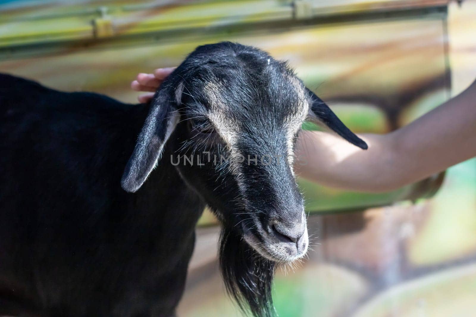 Beautiful black goat in aviary closeup portrait by Vera1703