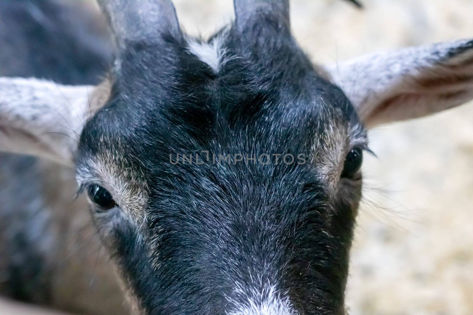 Beautiful black goat in aviary close up portrait