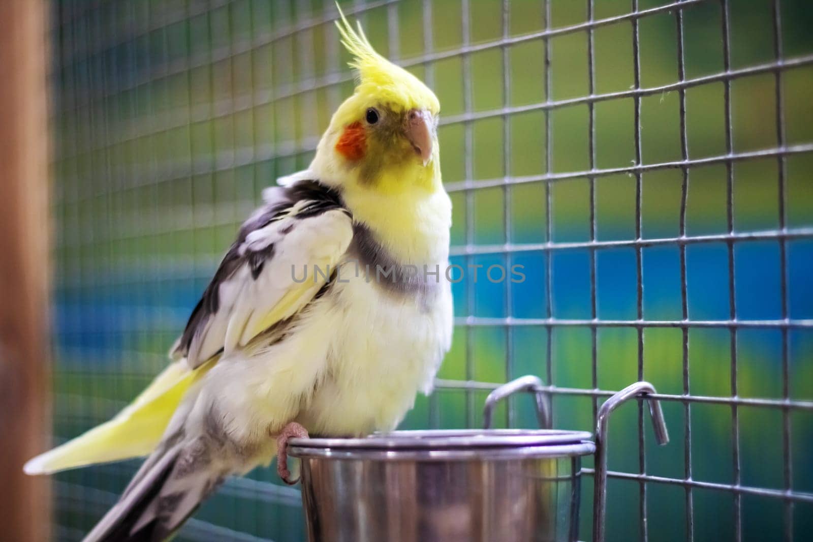 Yellow parrot on a bowl of water close up