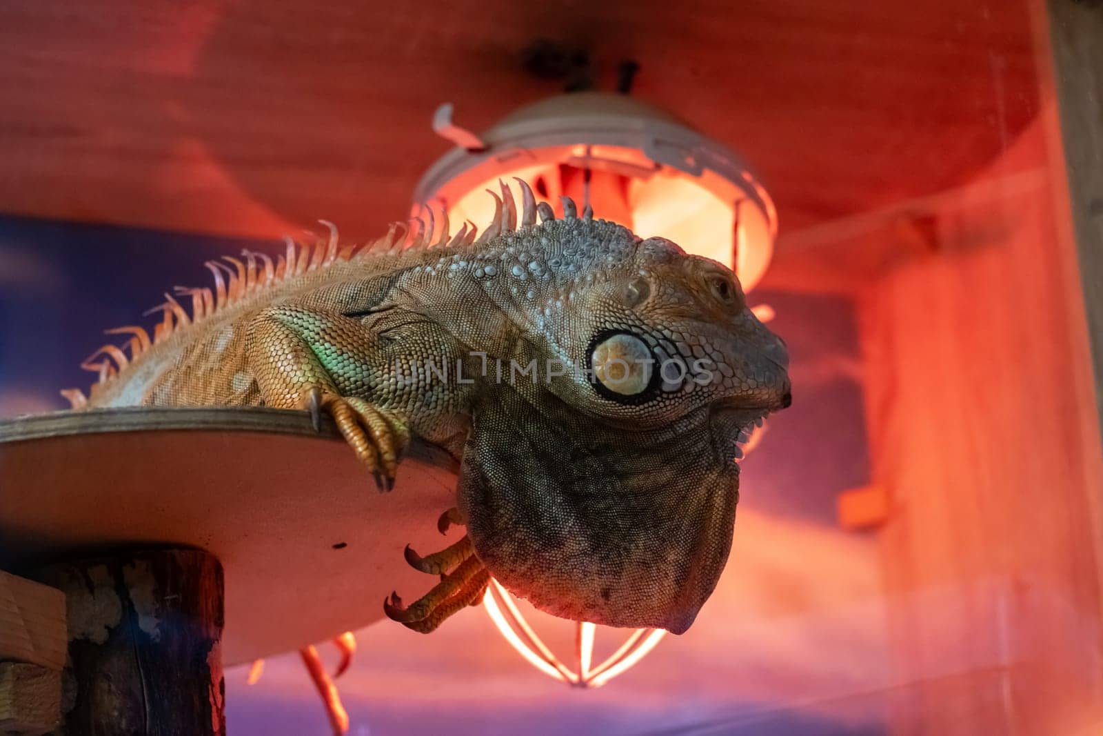 Iguana on a shelf in red light close up