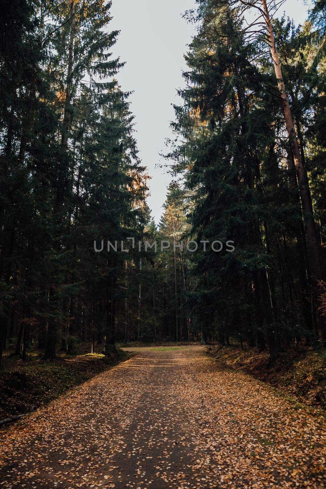 autumn road in the forest nature travel walking