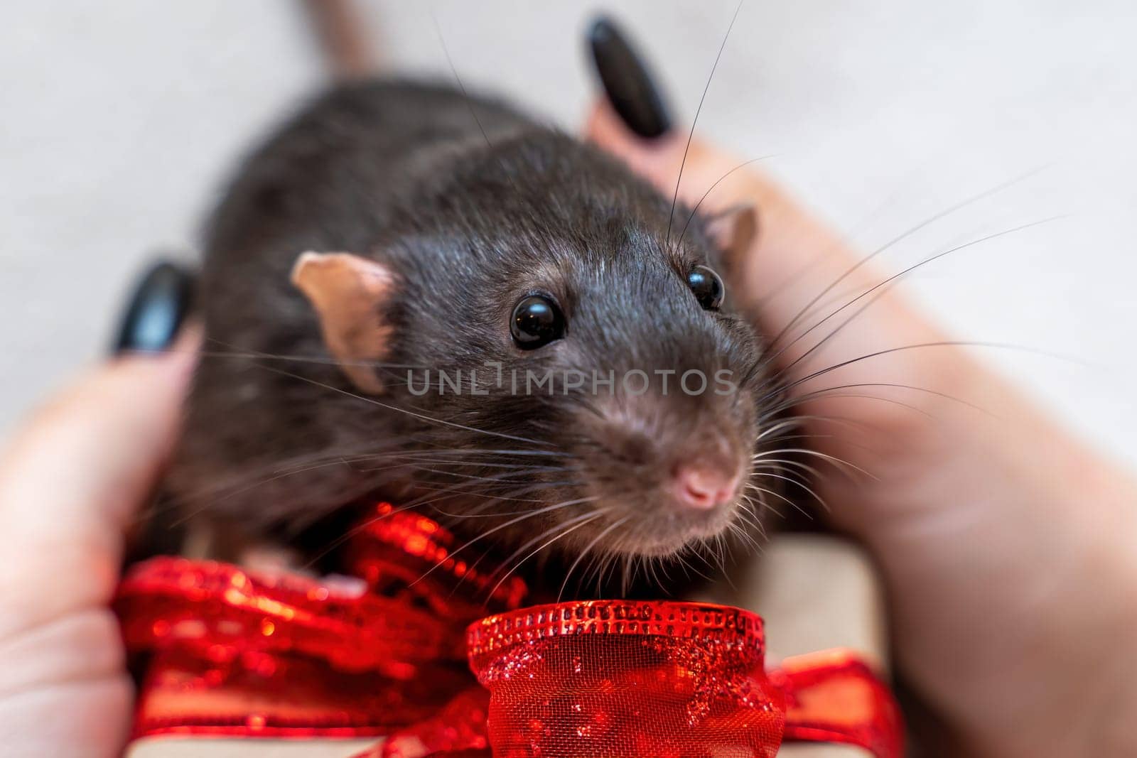 Black rat gift. Funny black rat Dumbo sits on a white carpet with a gift box with a red ribbon. Symbol of the Chinese New Year. by Matiunina