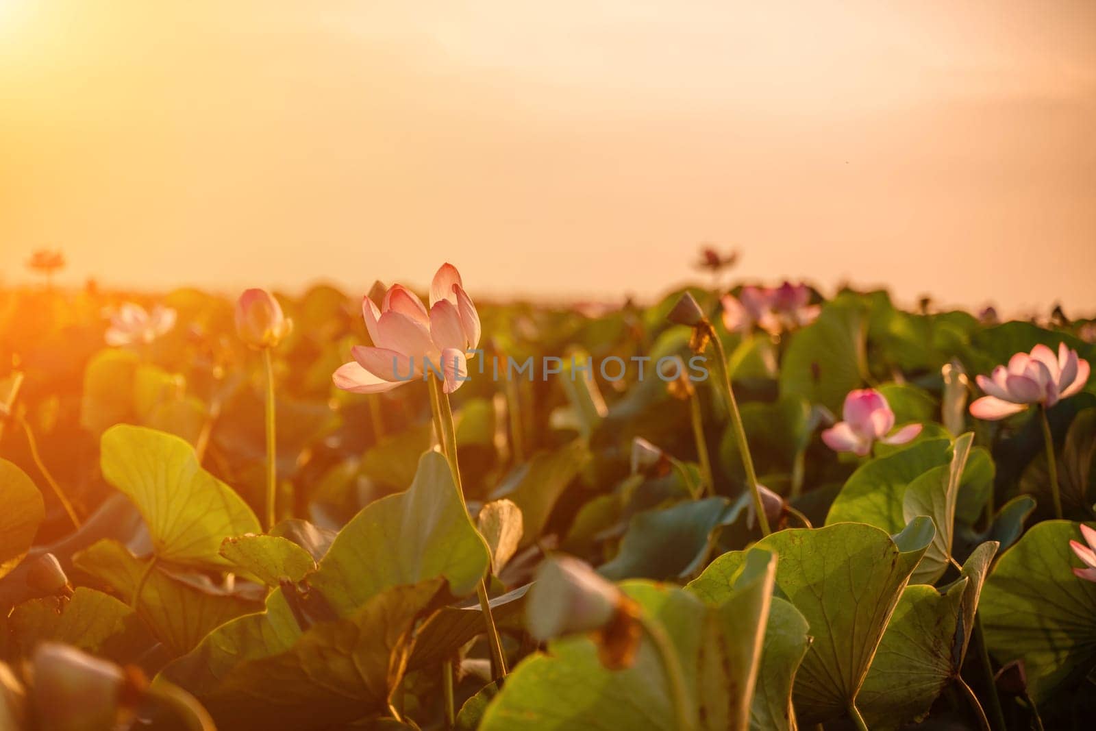 Sunrise in the field of lotuses, Pink lotus Nelumbo nucifera sways in the wind. Against the background of their green leaves. Lotus field on the lake in natural environment