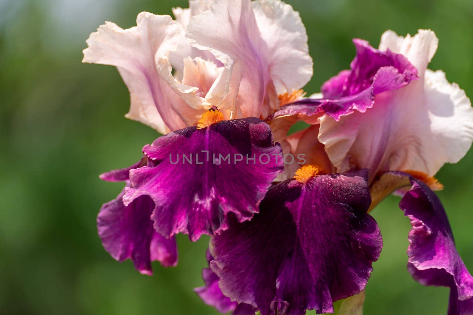 Purple with yellow bearded iris flower close up.