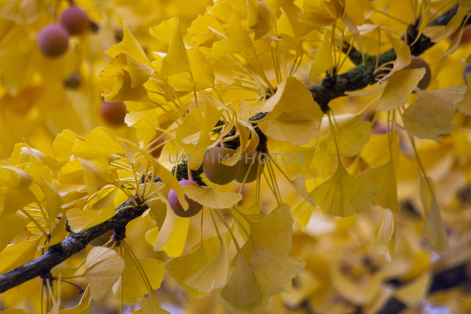 Branch with yellow and gold leaves on ginkgo tree. High quality photo