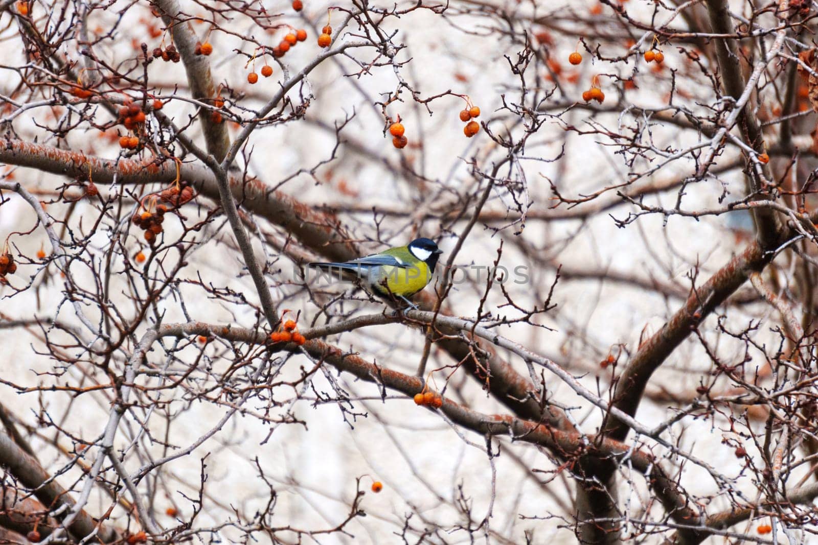 Serene Moment: A Delicate Bird Perched on a Enchanting Tree Branch by darksoul72