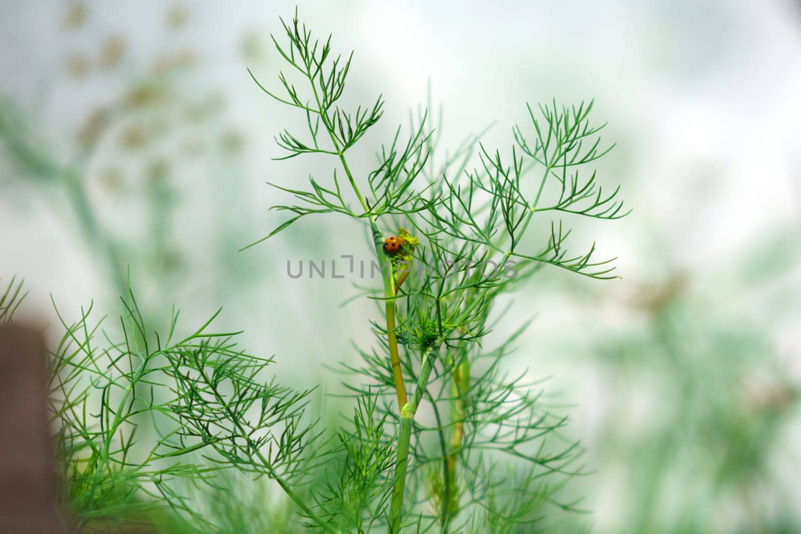 Ladybug on dill plant beautiful action in nature. Nature background. Selective focus