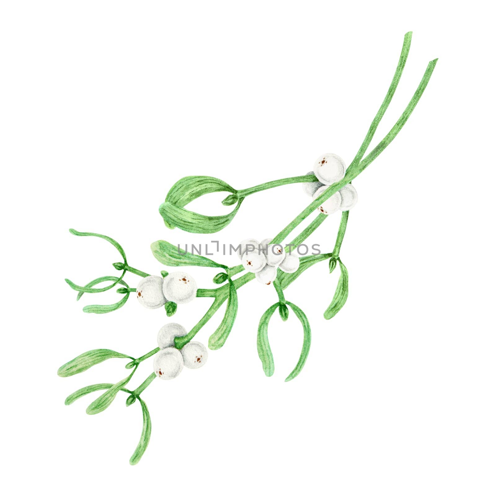 Bouquet of Mistletoe evergreen branches with leaves and white berries. Watercolor hand drawn botanical illustration of Christmas symbol. Plant for homeopathy, medicine. Elements for winter prints, cards